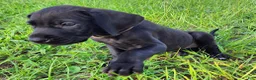 Great Dane dogs for sale: Black Female  - Ad 5