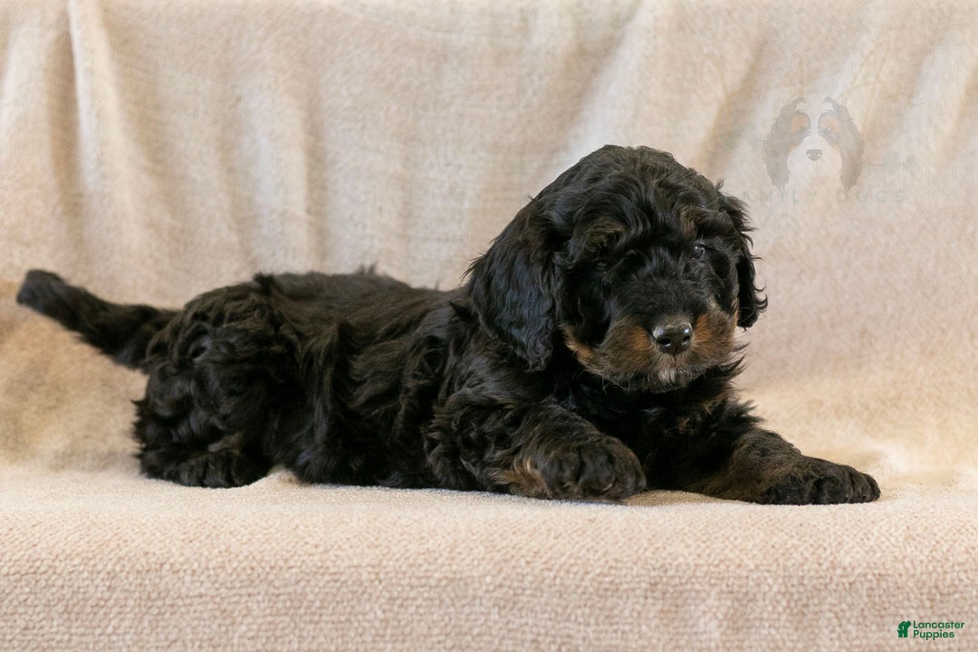 Bernedoodle dogs for sale: Aurora - Ad 10