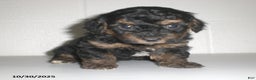 Yorkiepoo dogs for sale: Tyler - Ad 18