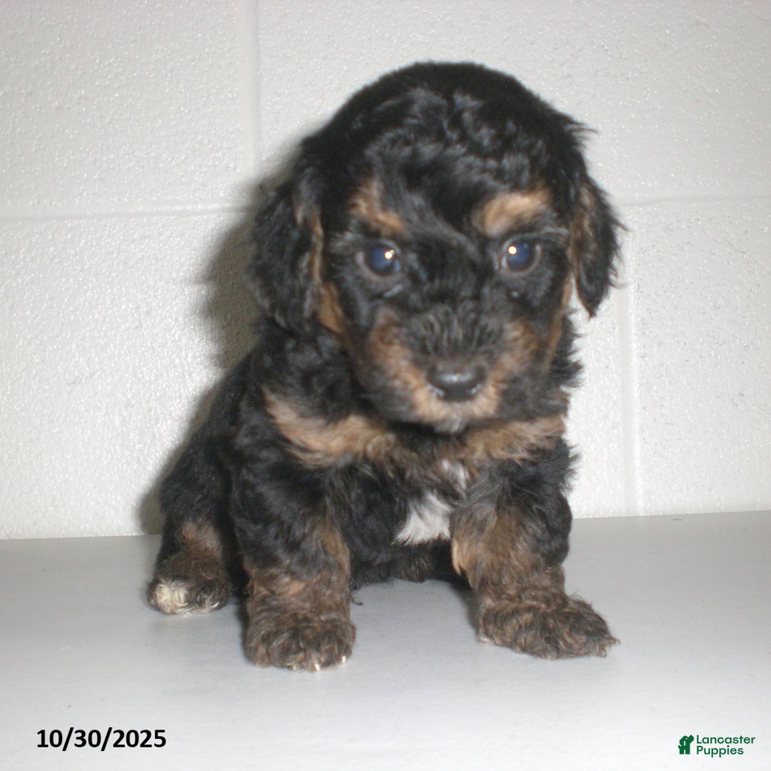 Yorkiepoo dogs for sale: Tyler - Ad 18