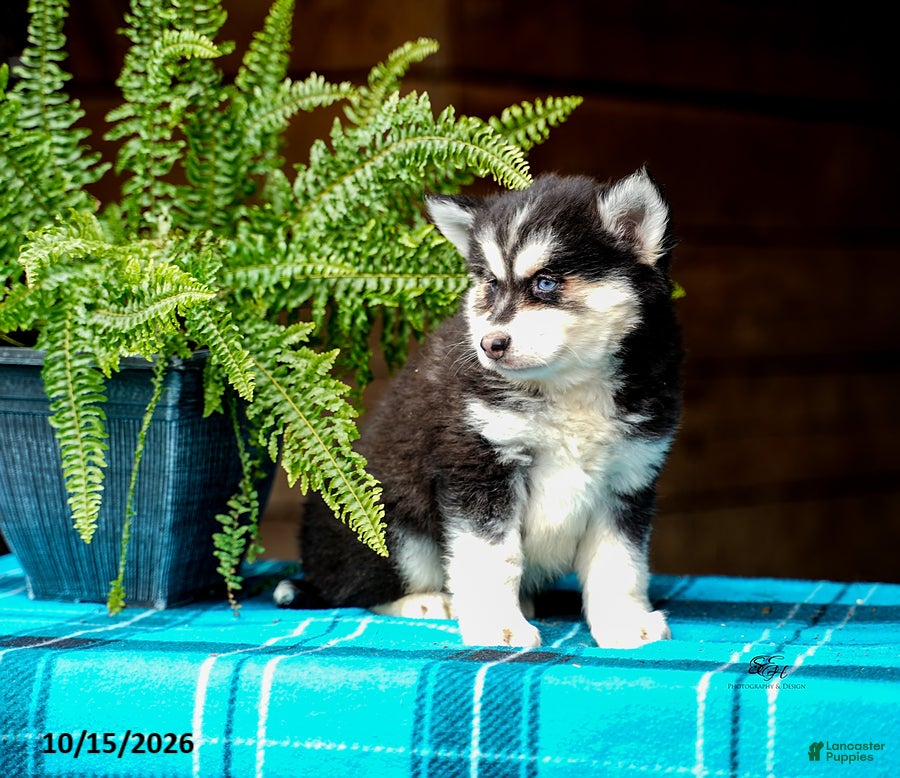 Pomsky dogs Richard - Ad 2