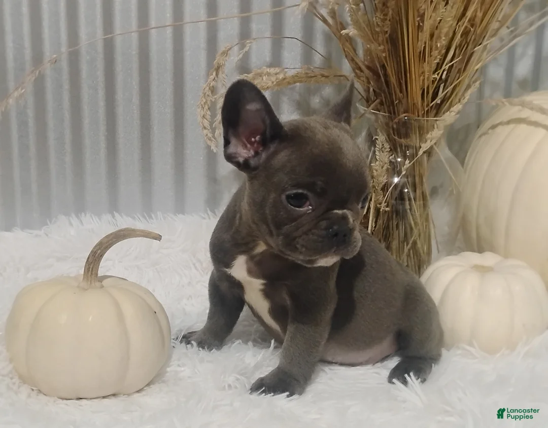 French Bulldog dogs for sale: Blaze - Ad 1