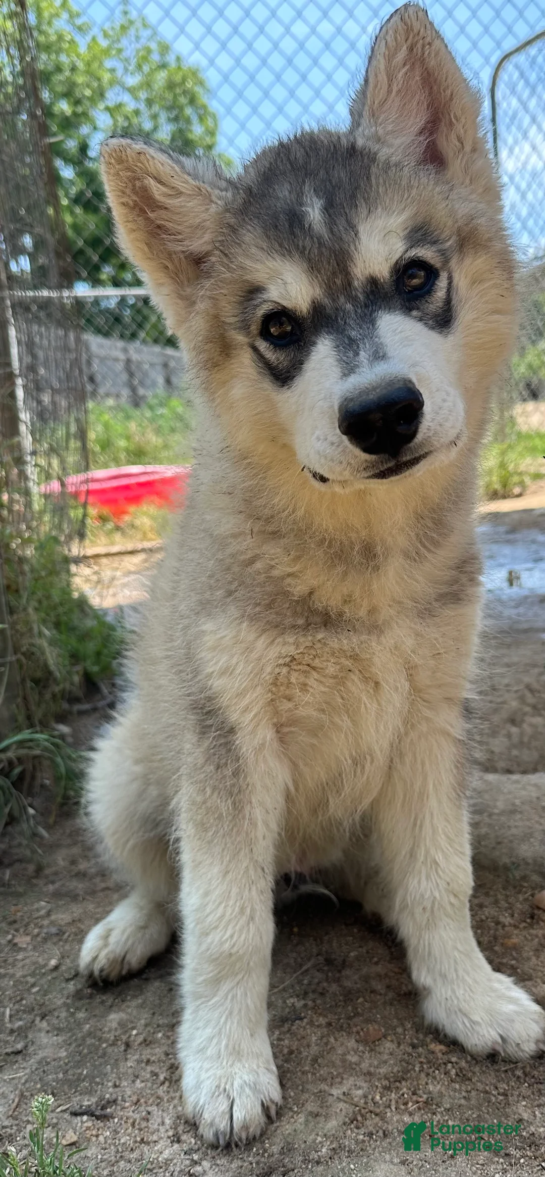 Siberian Husky dogs for sale: Siberian Husky 1 - Ad 2