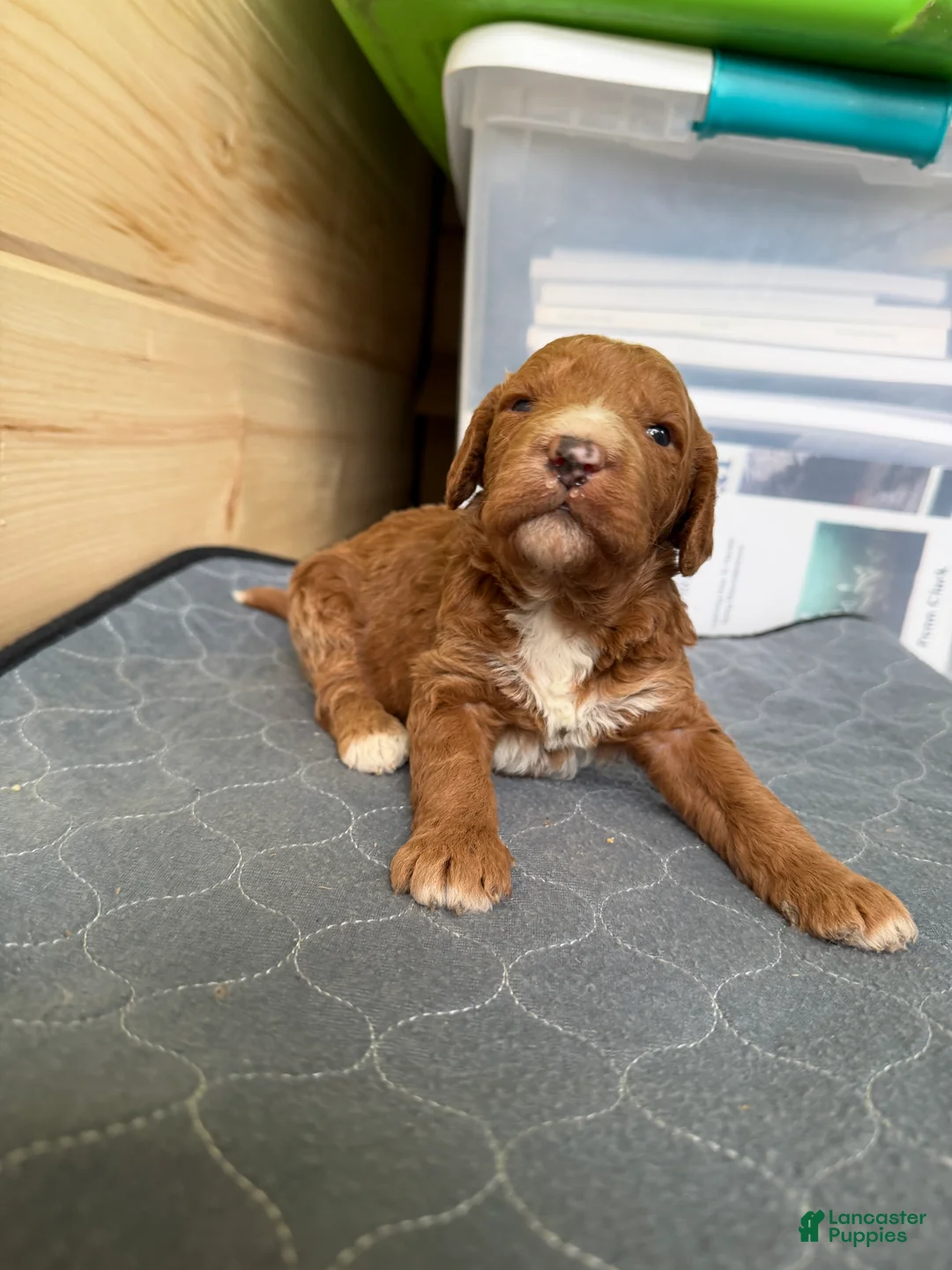Bernedoodle dogs for sale: Tigger  - Ad 2