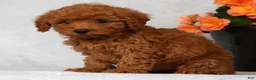 Havapoo dogs for sale: Fern - Ad 2