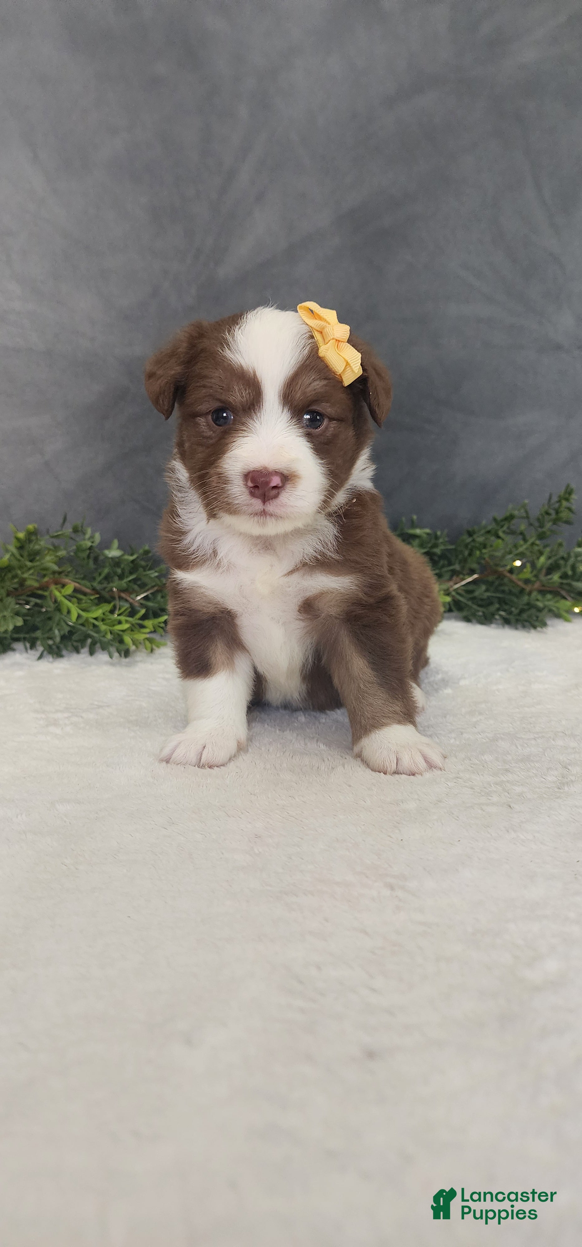 Miniature Australian Shepherd dogs Kara - Ad 1