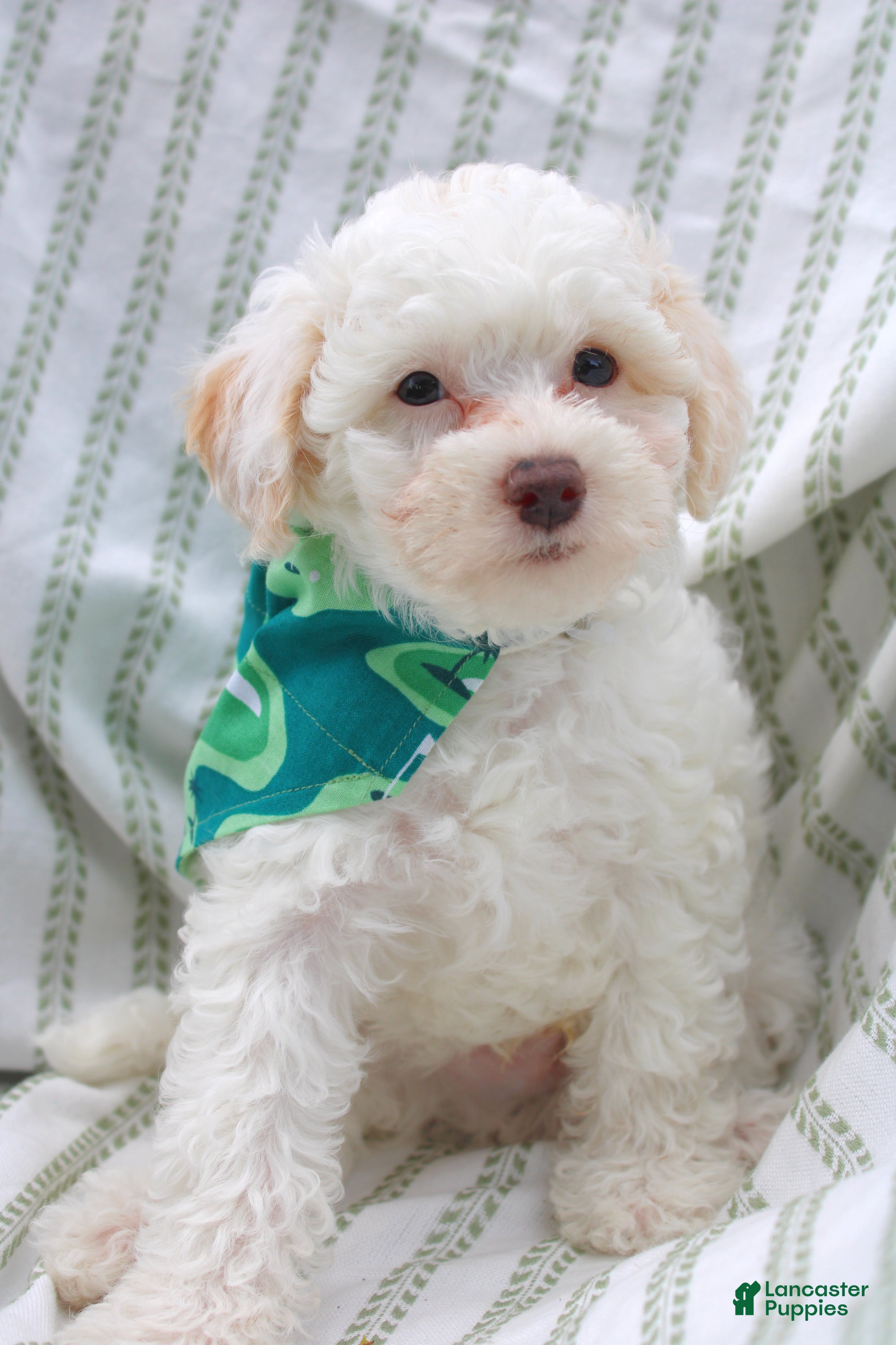 Yorkiepoo dogs Vanilla  - Ad 2