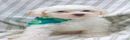 Yorkiepoo dogs for sale: Vanilla  - Ad 2