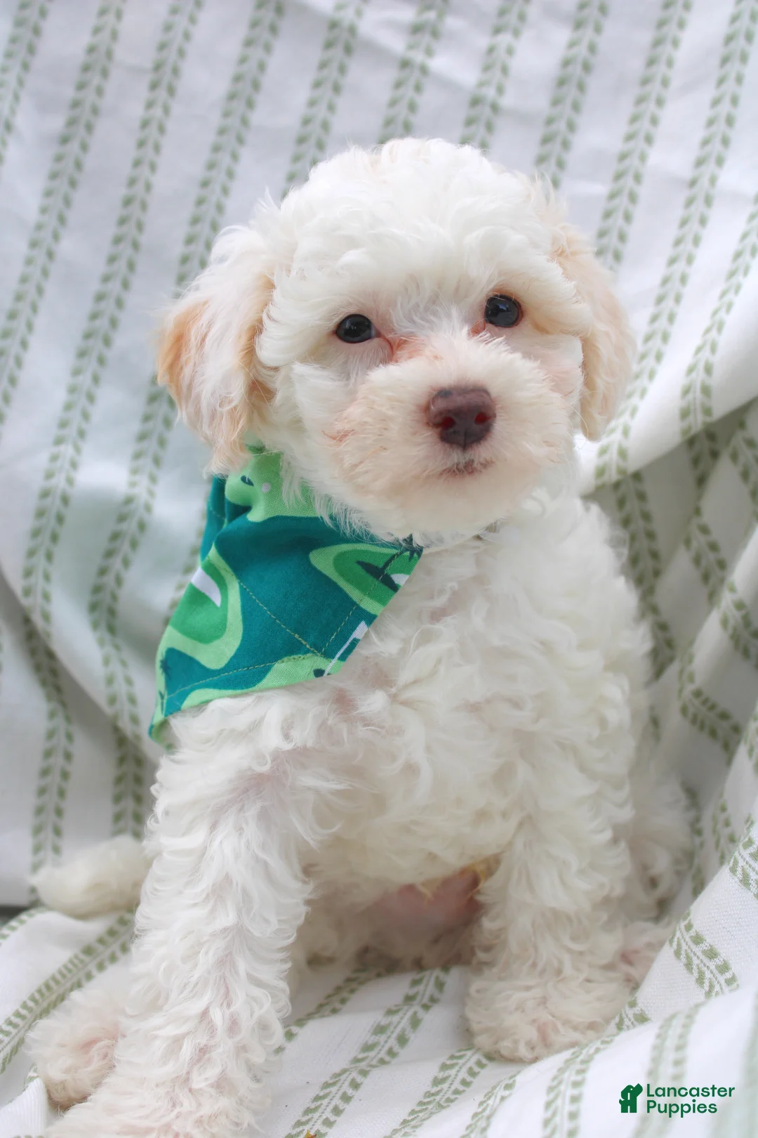 Yorkiepoo dogs for sale: Vanilla  - Ad 2