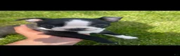 Boston Terrier dogs for sale: Boston Terrier Puppy 1 - Ad 3
