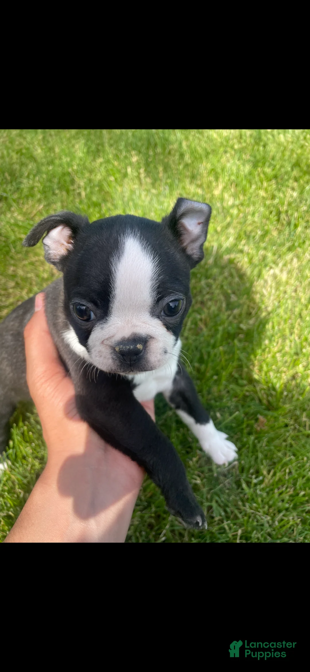 Boston Terrier dogs for sale: Boston Terrier Puppy 1 - Ad 3