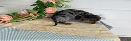Miniature Dachshund dogs for sale: Jubilee - Ad 14