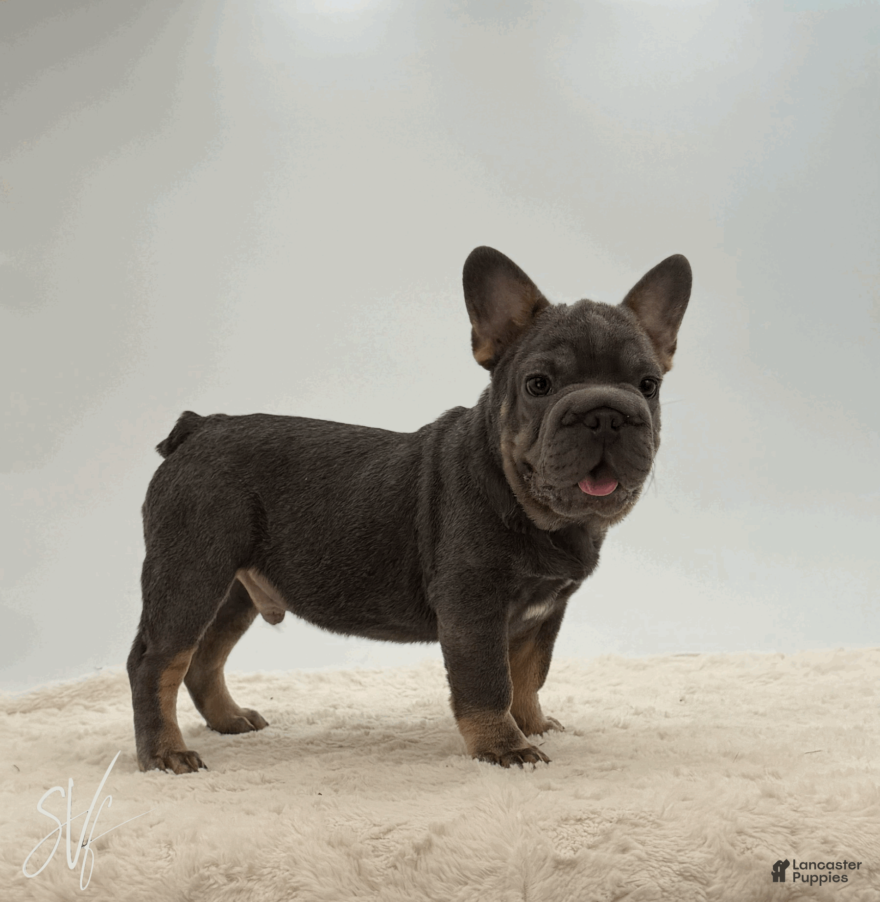 French Bulldog dogs Baxter - Ad 1