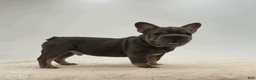 French Bulldog dogs for sale: Baxter - Ad 1