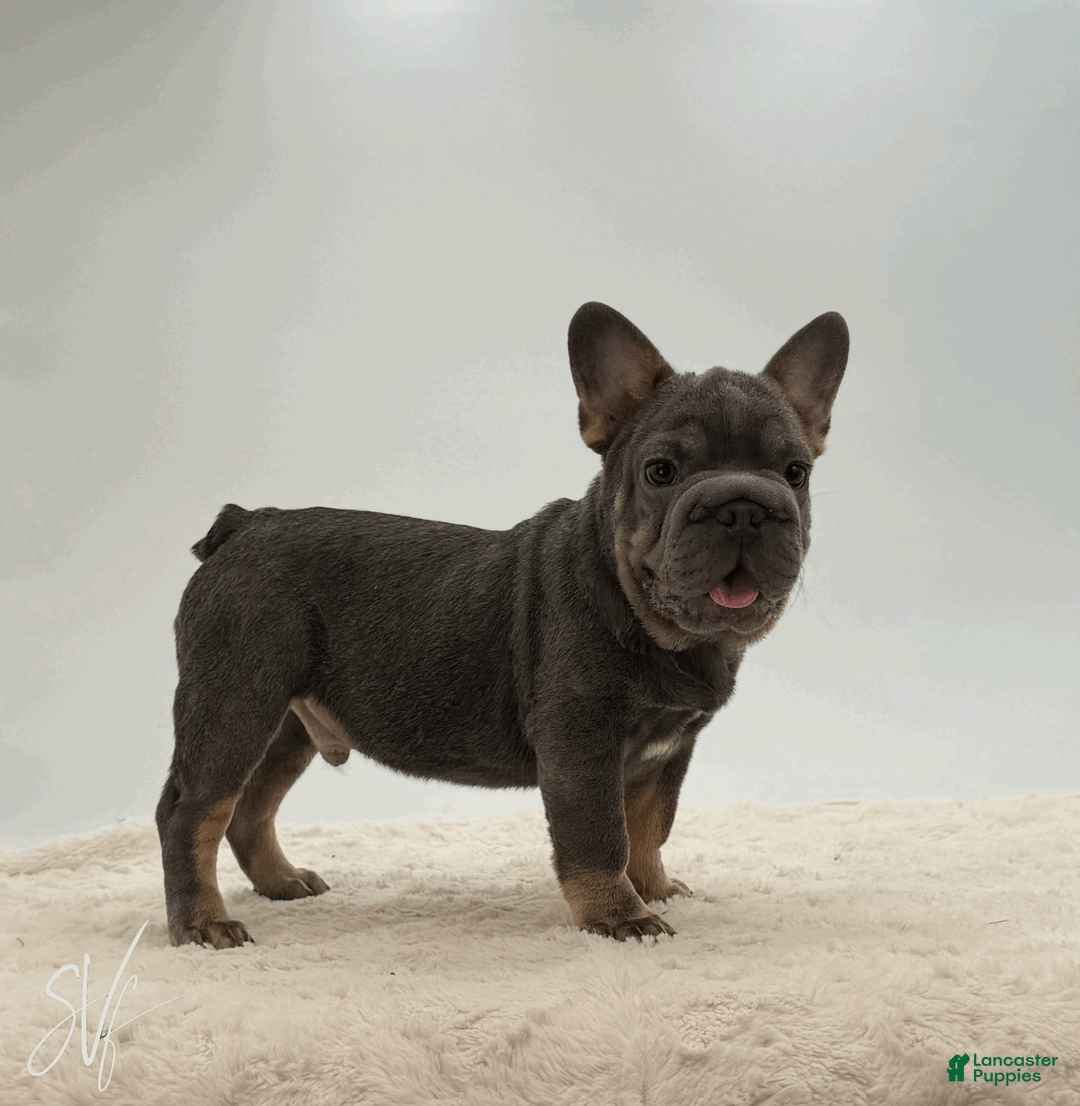 French Bulldog dogs for sale: Baxter - Ad 1
