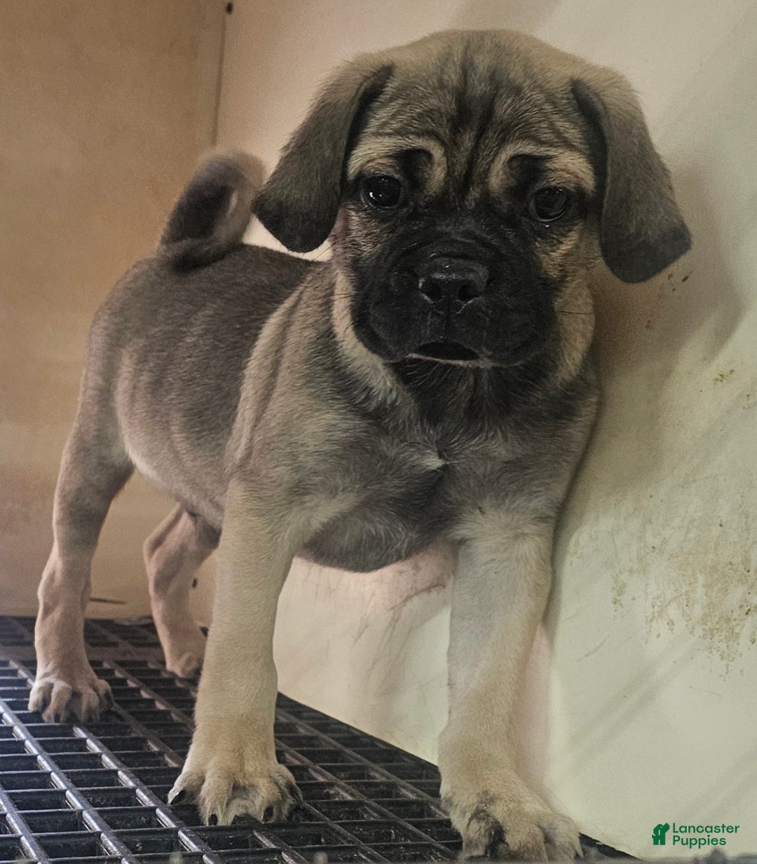 Pug dogs for sale: Pug Puppy 1 - Ad 6