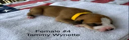 American Bulldog dogs for sale: Tammy Wynette/ Female #4 - Ad 2