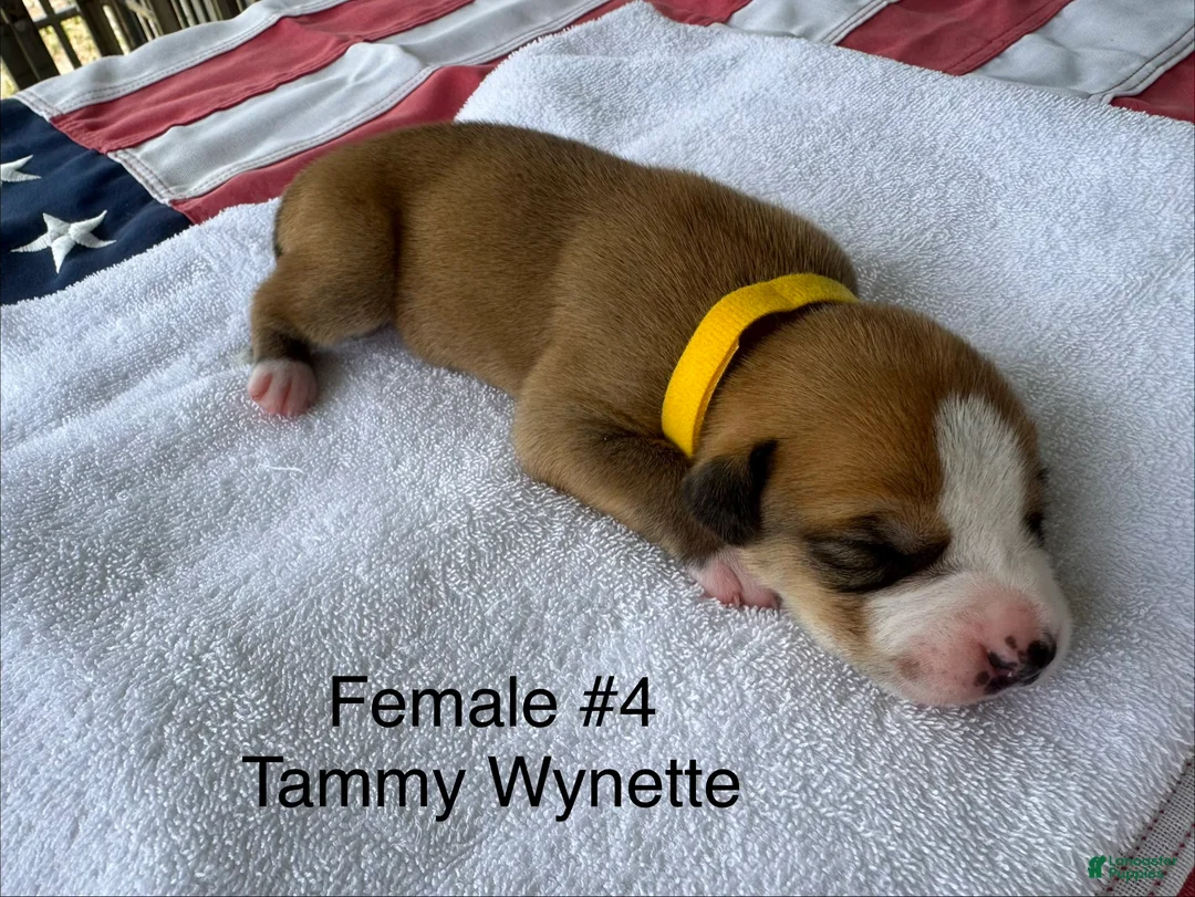 American Bulldog dogs for sale: Tammy Wynette/ Female #4 - Ad 2