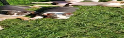 American Bully dogs for sale: American Bully 3 - Ad 17