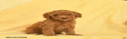 Toy Poodle dogs for sale: Poppy  - Ad 2