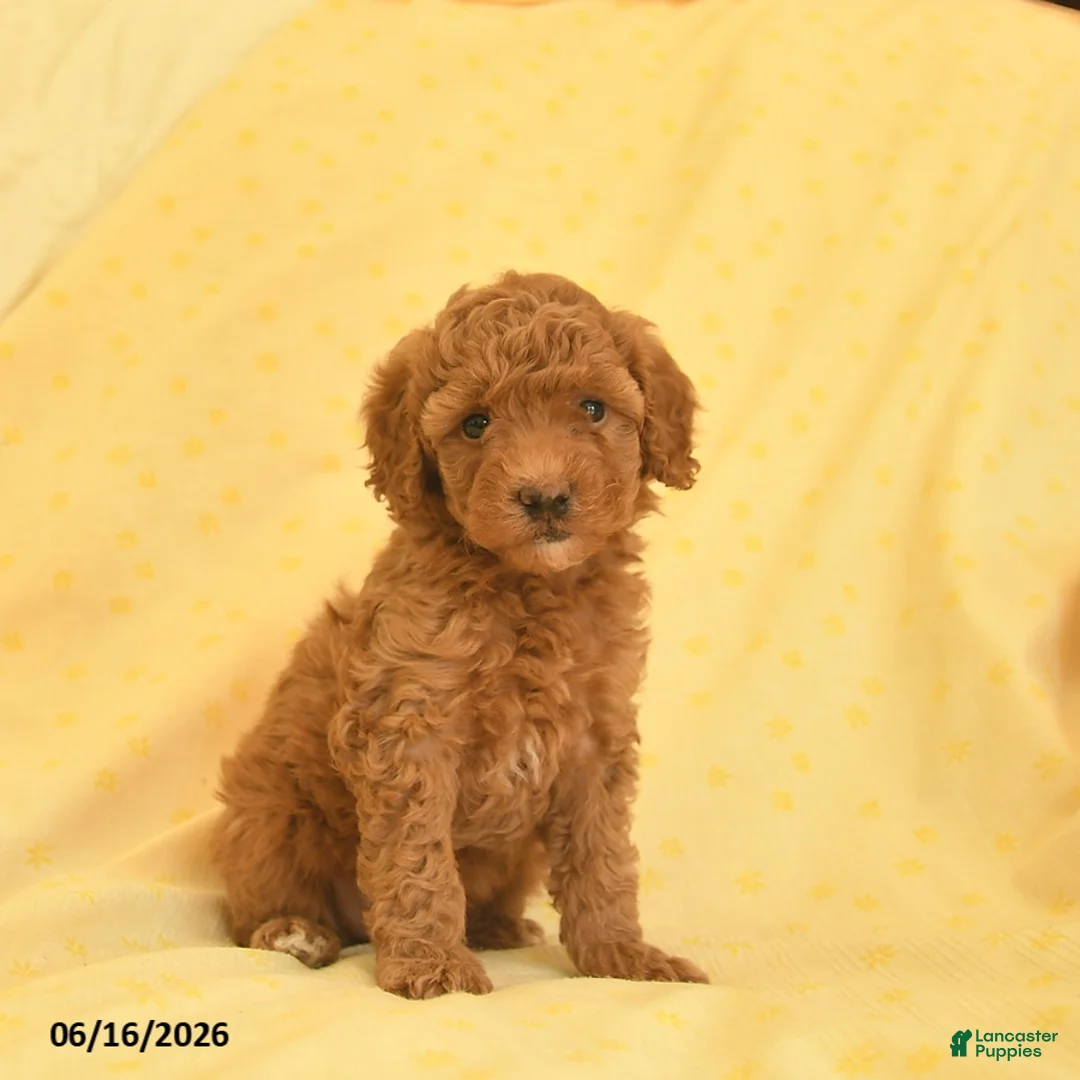 Toy Poodle dogs for sale: Poppy  - Ad 2