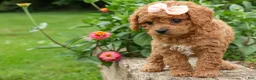 Cavapoo dogs for sale: Veronica💖 - Ad 4