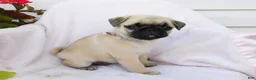 Pug dogs for sale: Evie - Ad 2