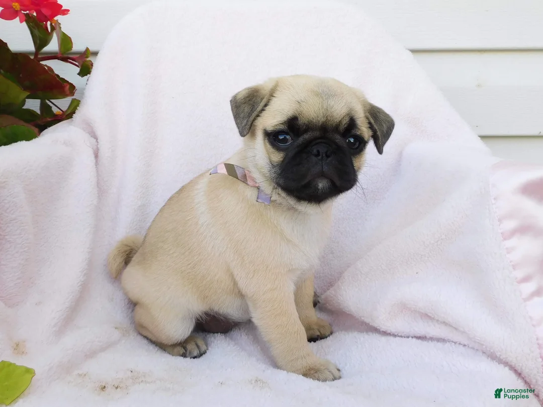 Pug dogs for sale: Evie - Ad 2