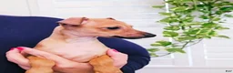 Italian Greyhound dogs for sale: Sebastian - Ad 10