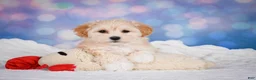 Maltipoo dogs for sale: Maggie - Ad 12