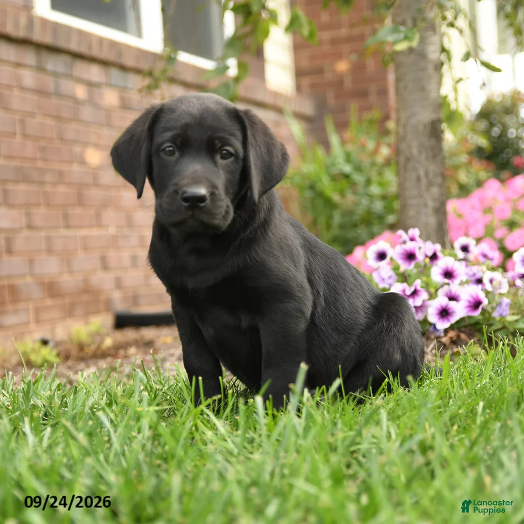 Labrador Retriever dogs for sale: Bagel - Ad 1