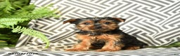 Yorkshire Terrier dogs for sale: Kenzie - Ad 1