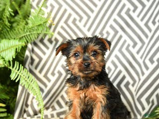 Yorkshire Terrier dogs Kenzie - Ad 31