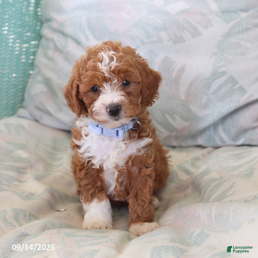Toy Poodle dogs Rusty - Ad 1