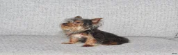 Yorkshire Terrier dogs for sale: Peanut - Ad 3