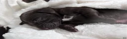 German Shorthaired Pointer dogs for sale: Honor - Ad 1
