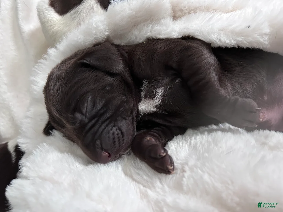 German Shorthaired Pointer dogs for sale: Honor - Ad 1