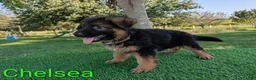 German Shepherd dogs for sale: Chelsea - Ad 3