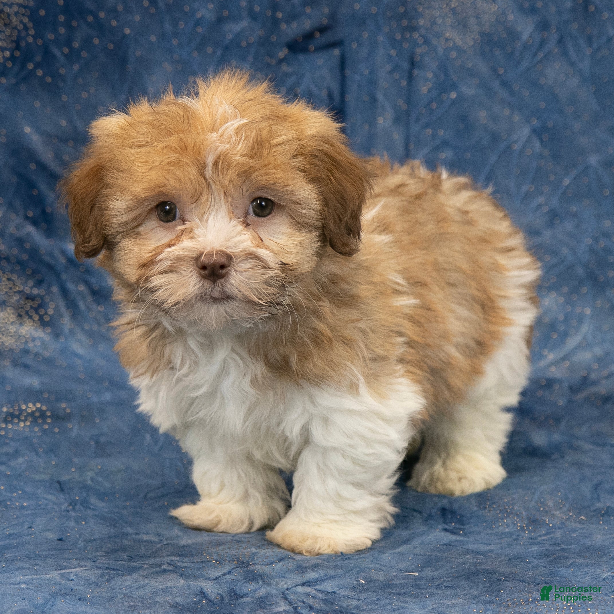 Havapoo dogs Buddy - Ad 4