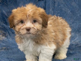 Havapoo dogs Buddy - Ad 38