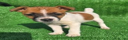 Jack Russell Terrier dogs for sale: Jack Russell Terrier Puppy 2 - Ad 2