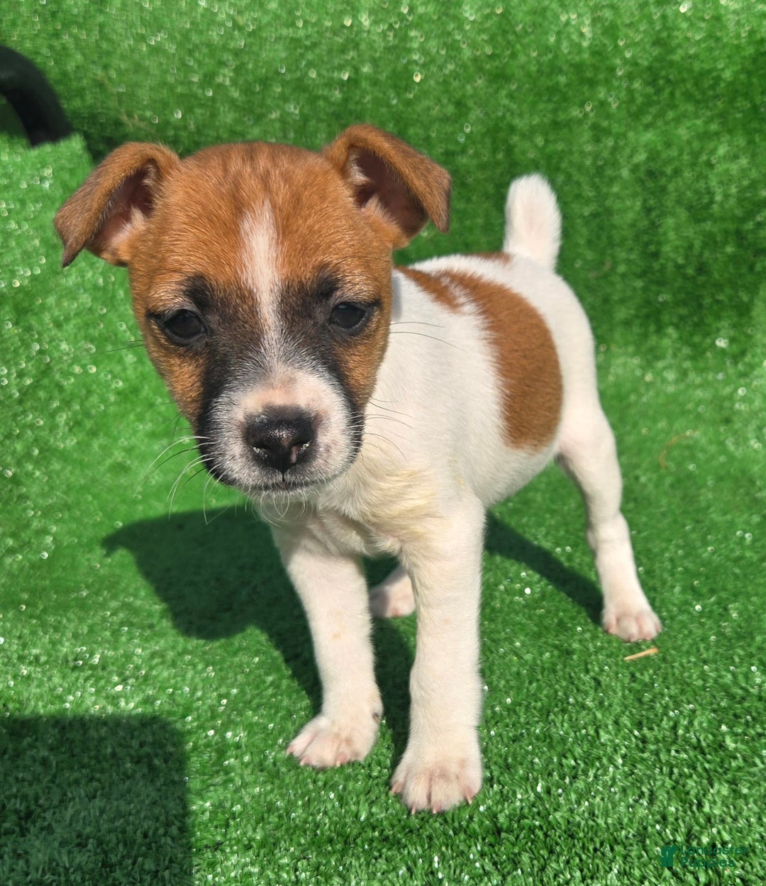 Jack Russell Terrier dogs for sale: Jack Russell Terrier Puppy 2 - Ad 2