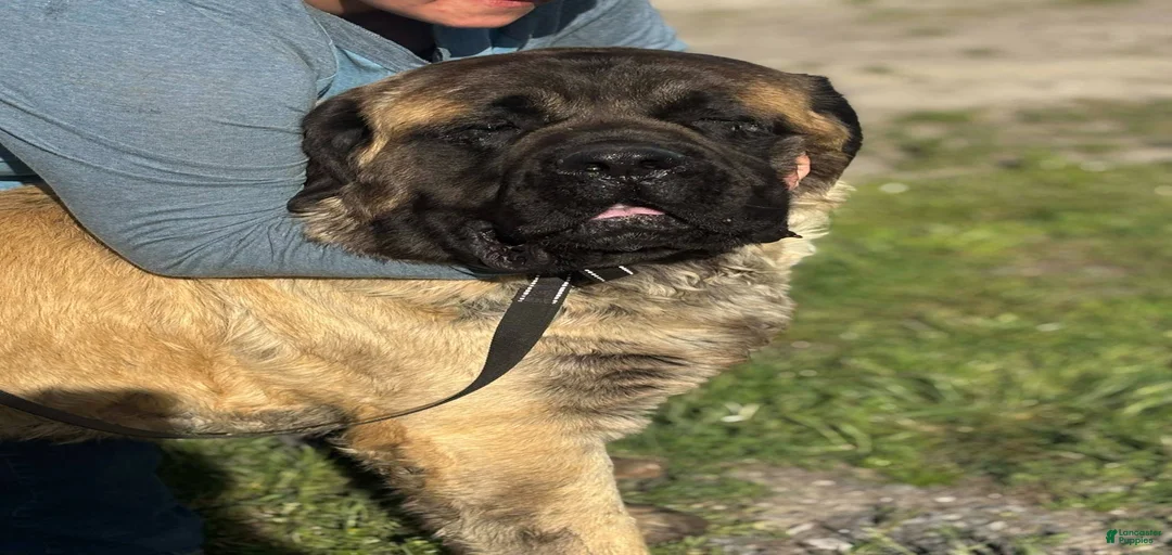 Gallery Image {{count}}