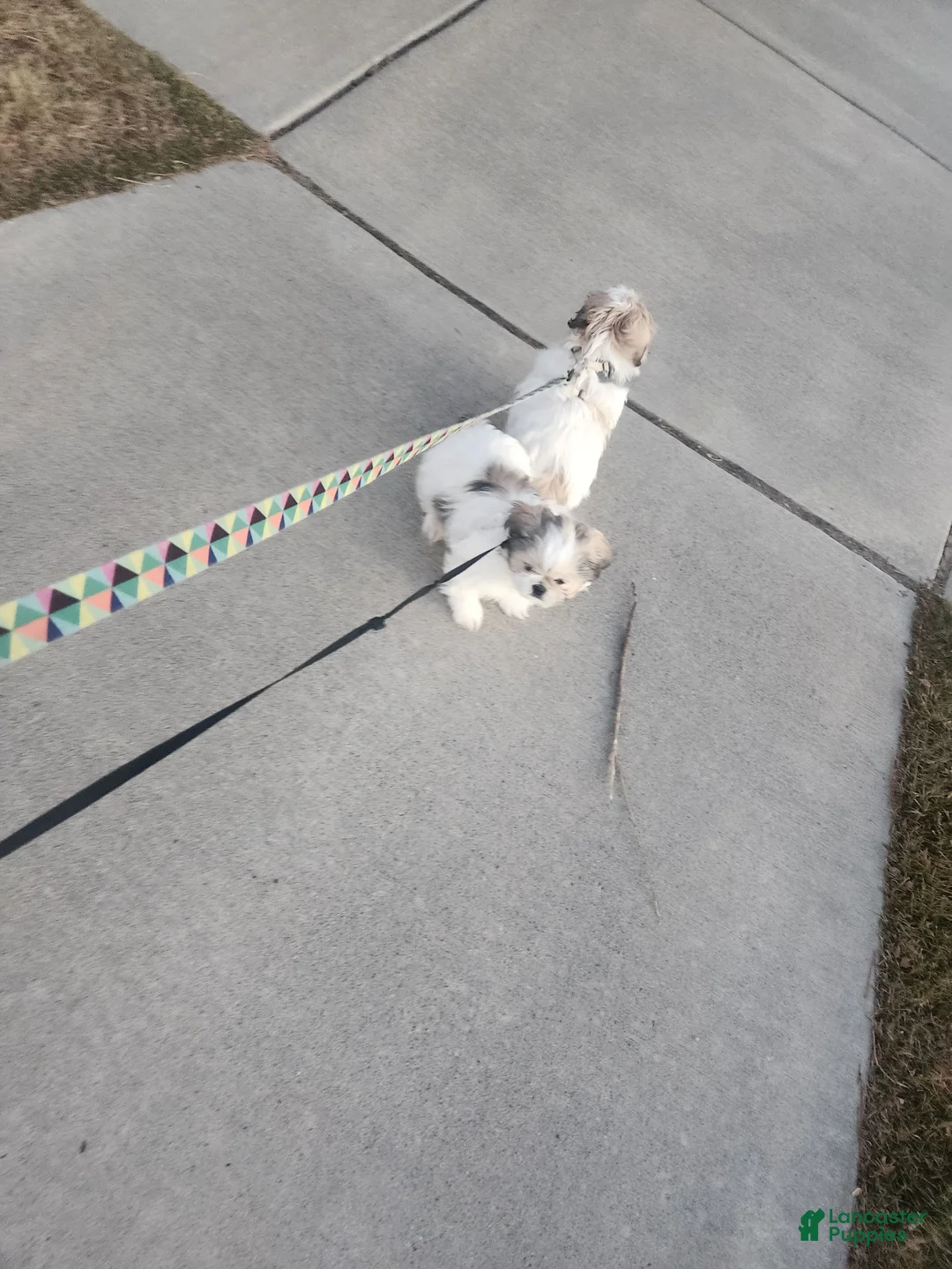 Mixed Breed dogs for sale: Mixed Breed Puppy 1 - Ad 4