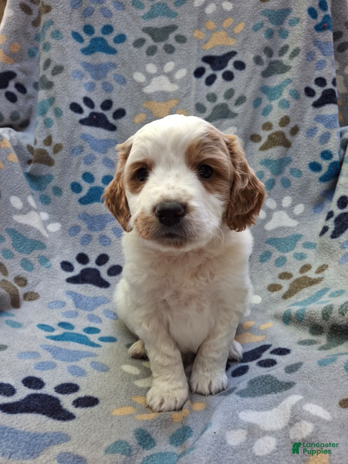 Mini Goldendoodle dogs Jet - Ad 42