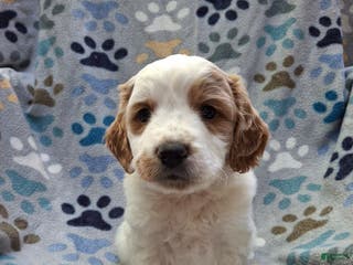 Mini Goldendoodle dogs Jet - Ad 36