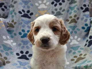 Mini Goldendoodle dogs Jet - Ad 10