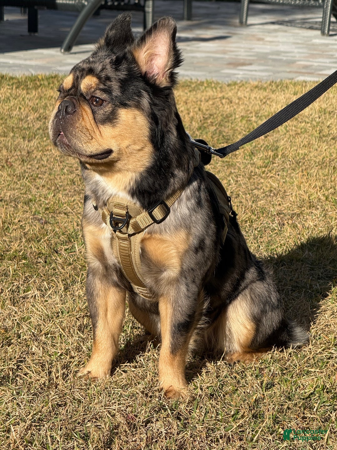 French Bulldog dogs for stud: Theo the Fluffy Frenchie Stud - Ad 3