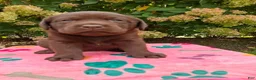 Labrador Retriever dogs for sale: Nora - Ad 8