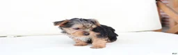 Yorkshire Terrier dogs for sale: Scout - Ad 9